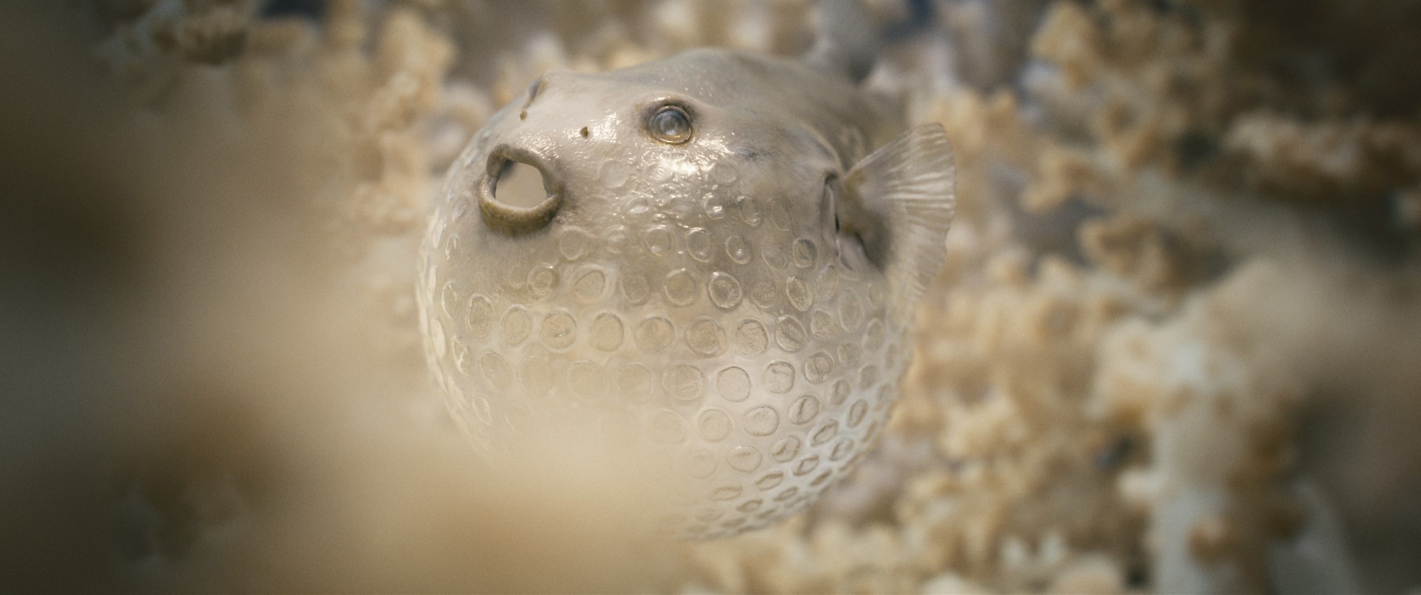 Scene from "The Beauty" with a shimmering inflated puffer fish