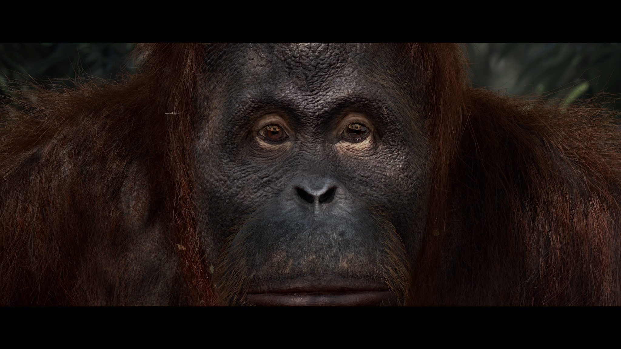 Shot from the VES Student Award winning film, Green, showing the orangutan's facial expression.