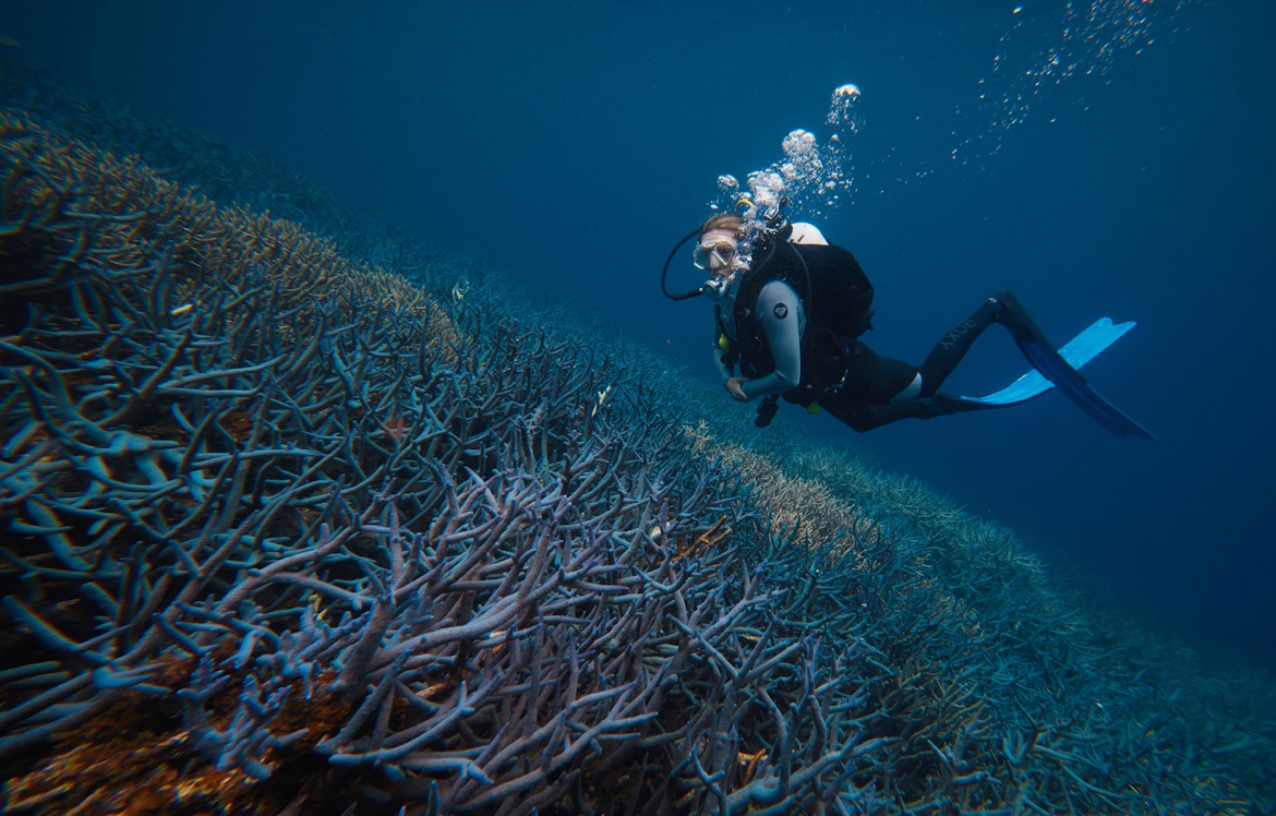 woman diving next to corals